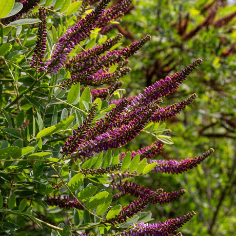 Slender deep purple flower spikes on Amorpha fruticosa above pinnate leaves.