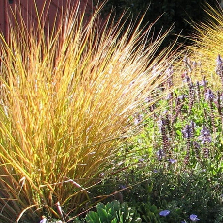 Arching Anemanthele lessoniana clump glowing bronze, gold, and green in a sunny border.