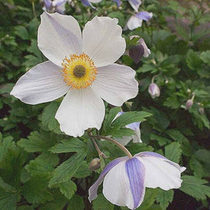 Anemone ‘Wild Swan’