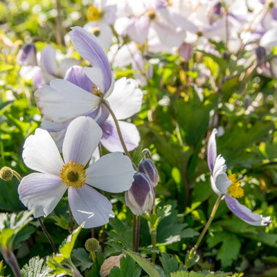 Cluster of pale blue-white Anemone ‘Wild Swan’ flowers above divided foliage.