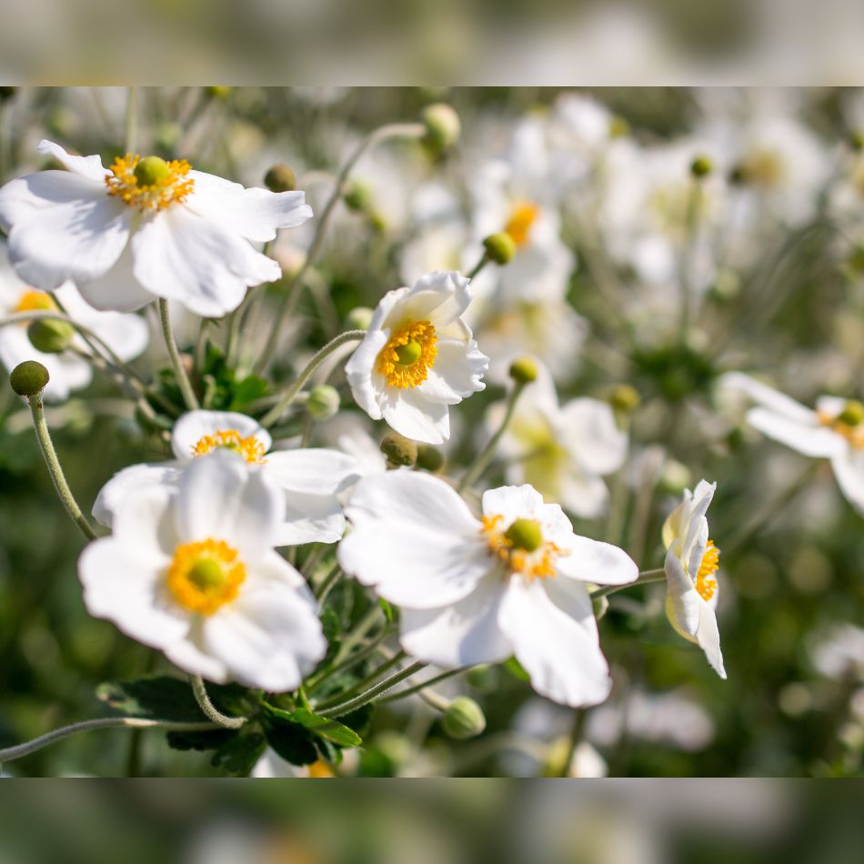 Close-up of white Anemone × hybrida ‘Honorine Jobert’ blooms with golden yellow centres.