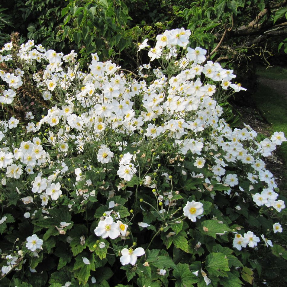 Large bushy clump of Anemone × hybrida ‘Honorine Jobert’ covered in white flowers.