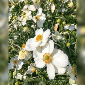 Single white Anemone × hybrida ‘Honorine Jobert’ flower beside round cream-coloured buds.
