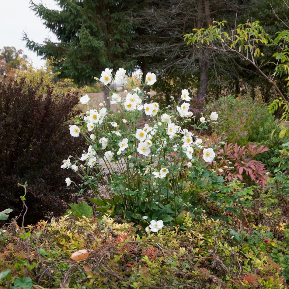 White Anemone × hybrida ‘Honorine Jobert’ flowers rising through a mixed autumn border.