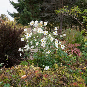 White Anemone × hybrida ‘Honorine Jobert’ flowers rising through a mixed autumn border.
