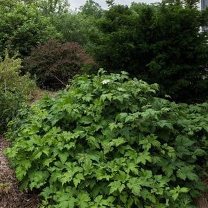 Large leafy clump of Anemone × hybrida ‘September Charm’ in a woodland-style border.