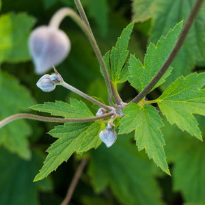 Nodding pale pink Anemone × hybrida ‘September Charm’ bud above deeply lobed green leaves.
