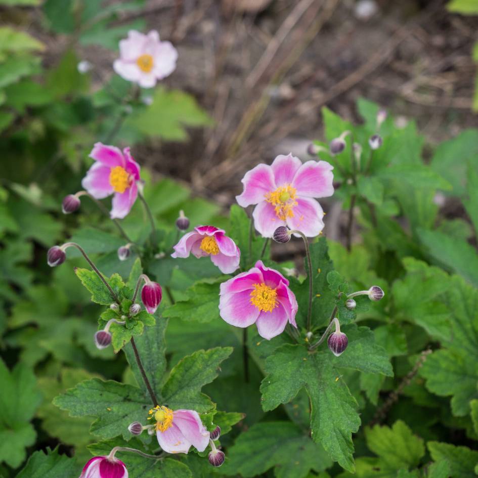 Several pink Anemone × hybrida ‘September Charm’ flowers and buds on branching stems.
