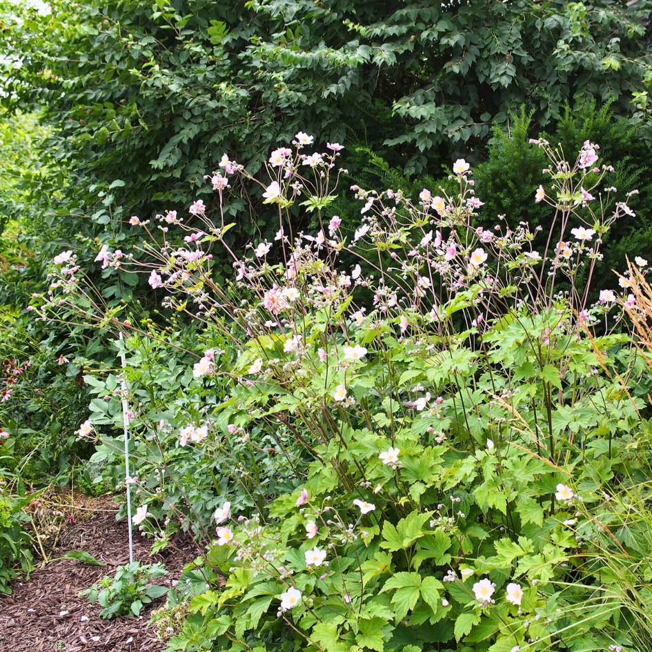 Tall airy clump of pink-flowered Anemone × hybrida ‘September Charm’ in a garden.