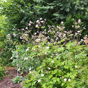Tall airy clump of pink-flowered Anemone × hybrida ‘September Charm’ in a garden.