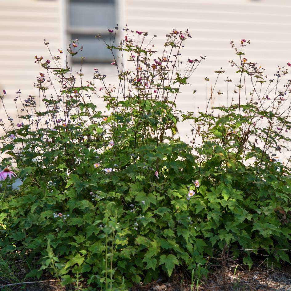 Anemone × hybrida ‘September Charm’ flowering in a broad leafy clump beside a pale wall.