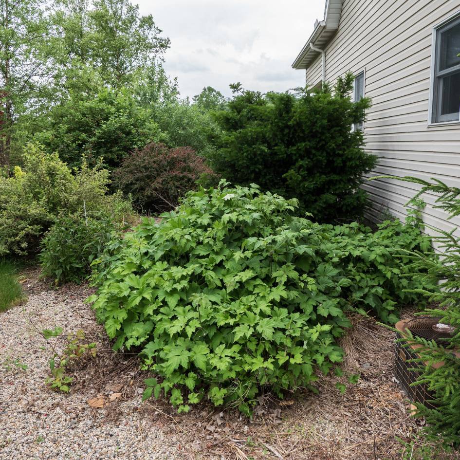 Dense rounded mound of deeply lobed Anemone × hybrida ‘September Charm’ foliage.