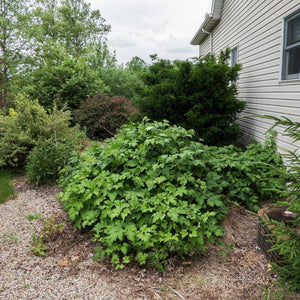 Dense rounded mound of deeply lobed Anemone × hybrida ‘September Charm’ foliage.