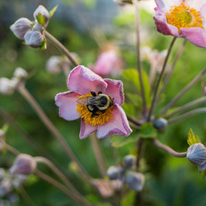 Bumblebee feeding on a pink Anemone × hybrida ‘September Charm’ flower.