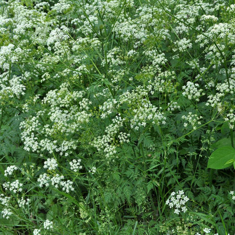 Anthriscus sylvestris