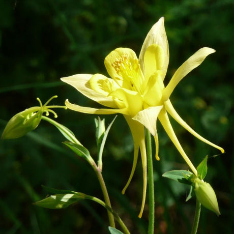 Close-up of a long-spurred lemon-yellow Aquilegia chrysantha ‘Yellow Queen’ flower.