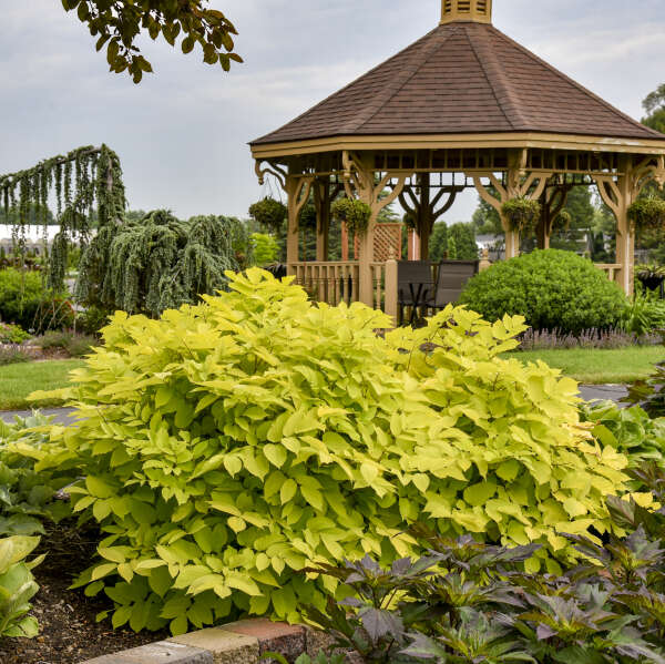 Large golden Aralia cordata ‘Sun King’ clump beside a garden gazebo.