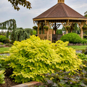 Large golden Aralia cordata ‘Sun King’ clump beside a garden gazebo.