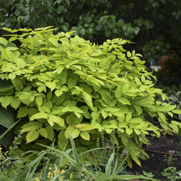 Dense rounded Aralia cordata ‘Sun King’ specimen with bright chartreuse leaves.