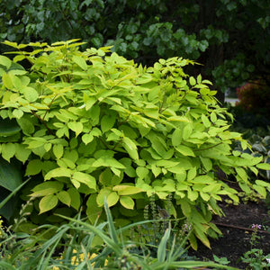 Dense rounded Aralia cordata ‘Sun King’ specimen with bright chartreuse leaves.