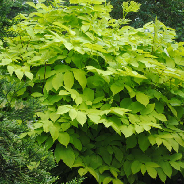 Close-up of layered lime-yellow leaves on Aralia cordata ‘Sun King’.