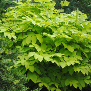 Close-up of layered lime-yellow leaves on Aralia cordata ‘Sun King’.