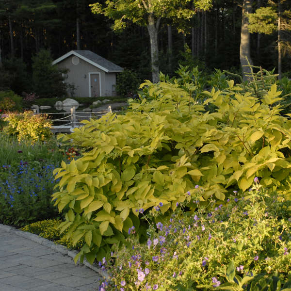 Long border of golden Aralia cordata ‘Sun King’ foliage beside a garden path.