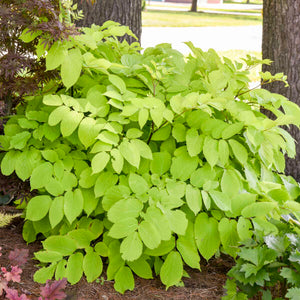 Mature Aralia cordata ‘Sun King’ mound with broad golden leaves at the base of a tree.