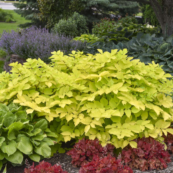Aralia cordata ‘Sun King’ forming a broad mound of luminous yellow-green foliage.