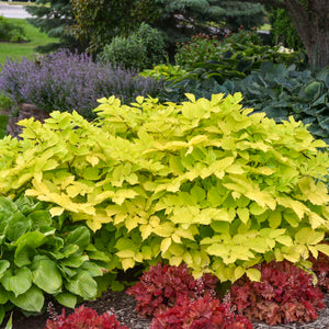 Aralia cordata ‘Sun King’ forming a broad mound of luminous yellow-green foliage.