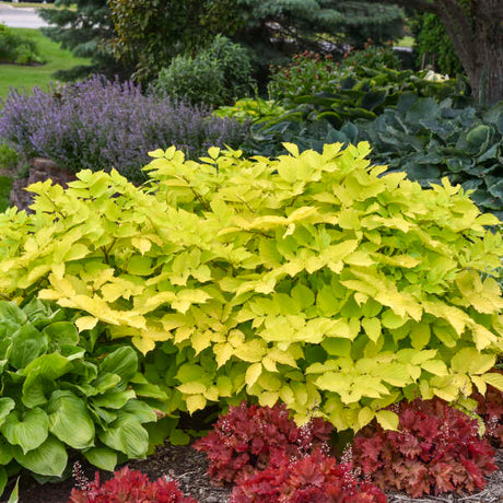 Aralia cordata ‘Sun King’ forming a broad mound of luminous yellow-green foliage.