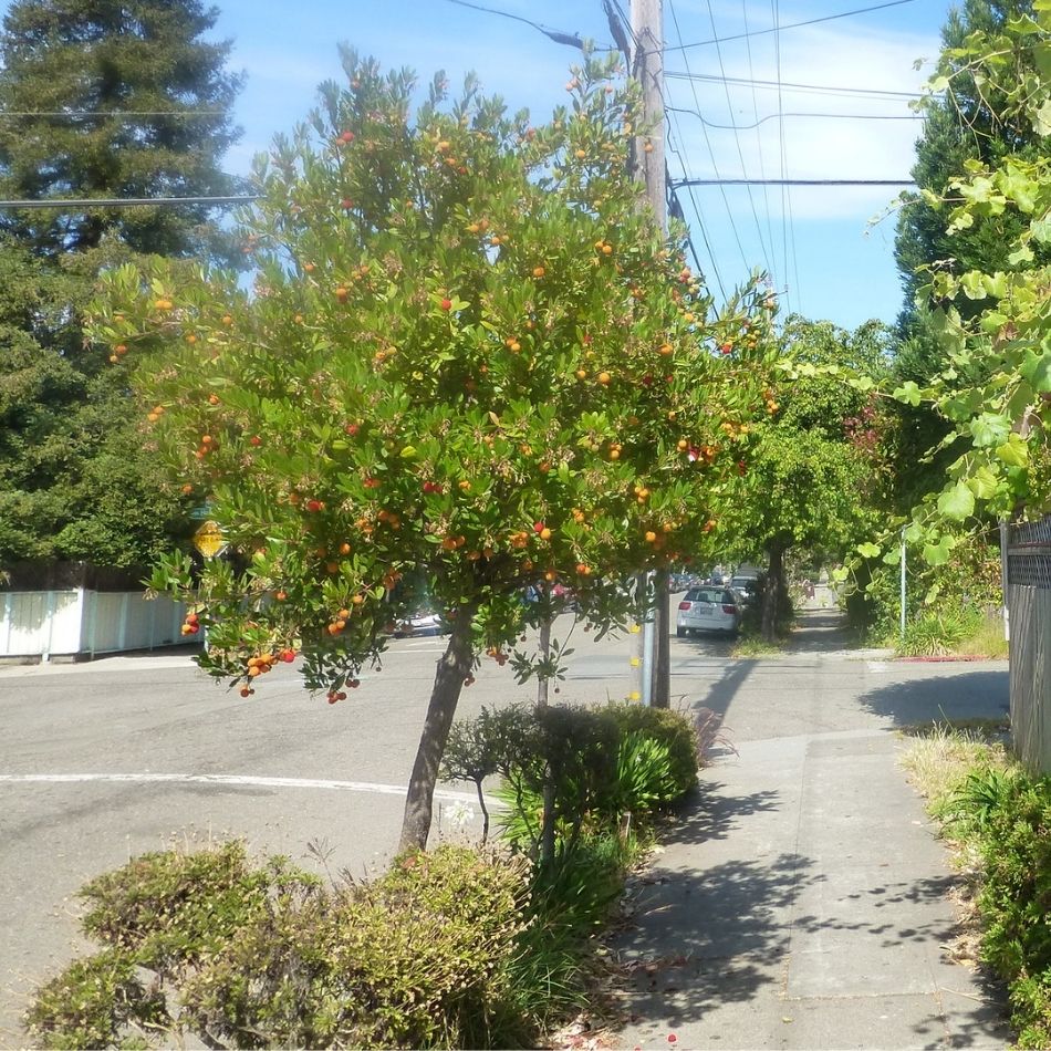 Arbutus unedo