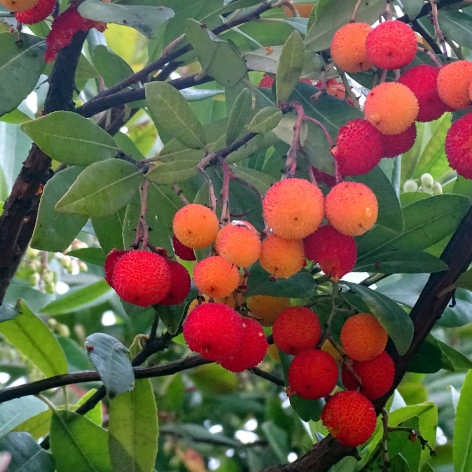 Arbutus unedo