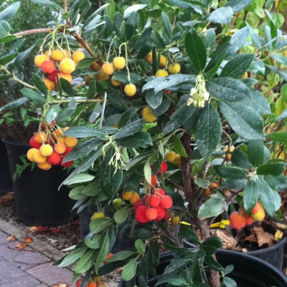 Arbutus unedo ‘Compacta’