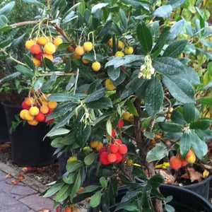 Arbutus unedo ‘Compacta’
