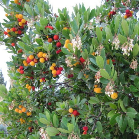 Arbutus unedo branch carrying orange and red strawberry-like fruits among glossy evergreen leaves.