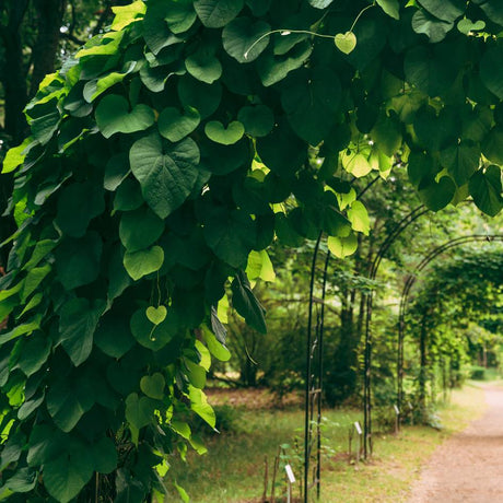 Aristolochia macrophylla vine forming a dense overhead canopy of heart-shaped leaves.