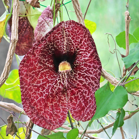 Large maroon pipe-shaped Aristolochia macrophylla flower with cream veining.