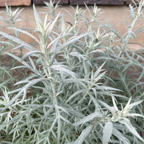Artemisia ludoviciana ‘Silver Queen’