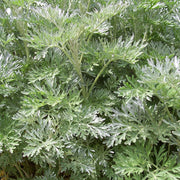 Dense mound of finely divided silver foliage on Artemisia ‘Powis Castle’.