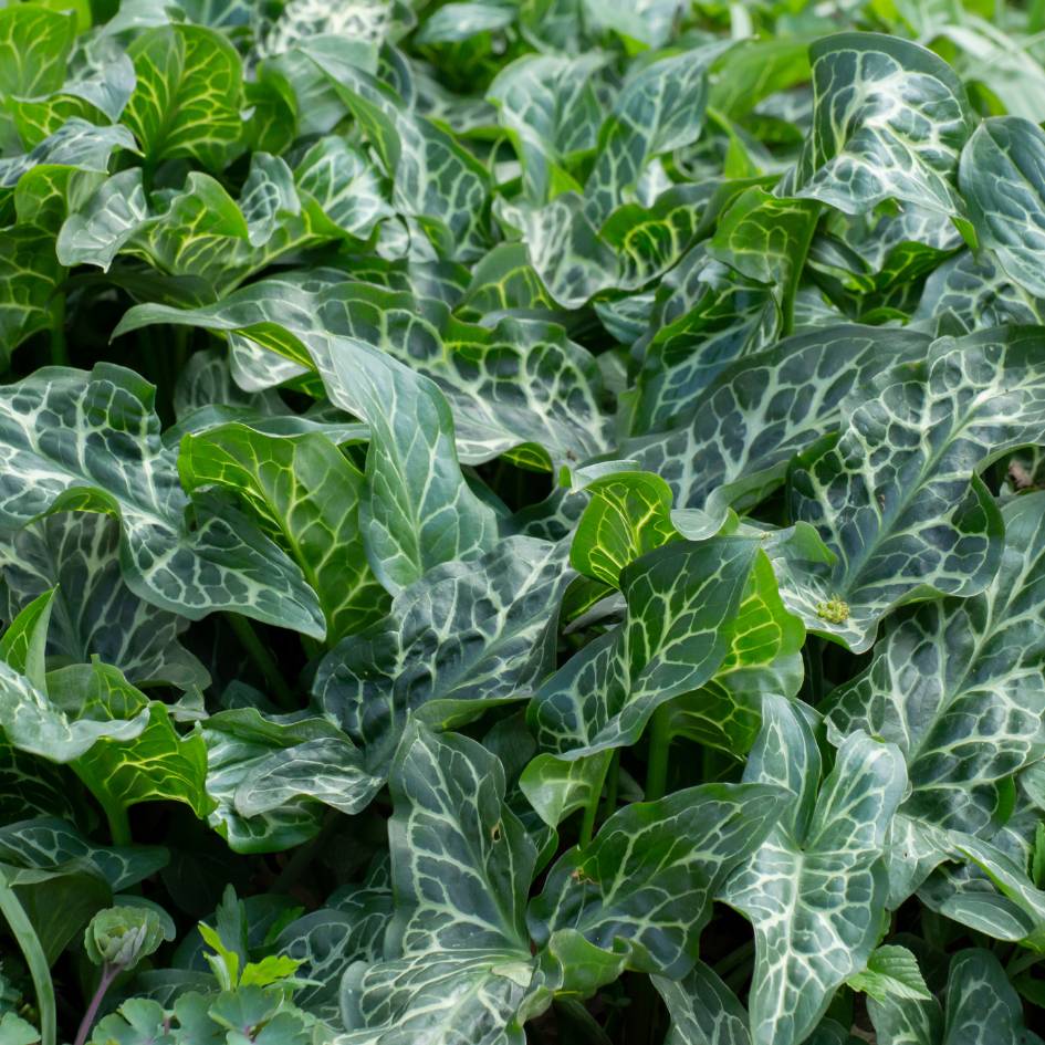 Arum italicum