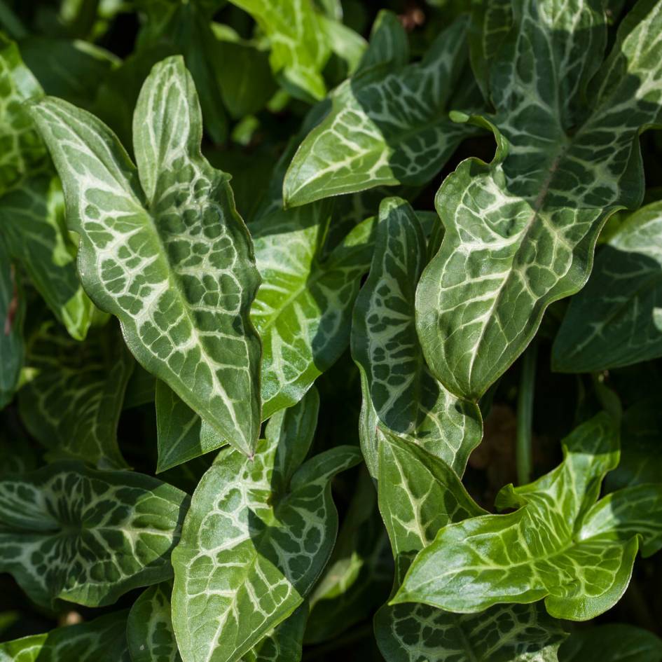 Arum italicum