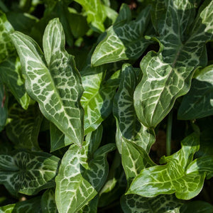 Arum italicum