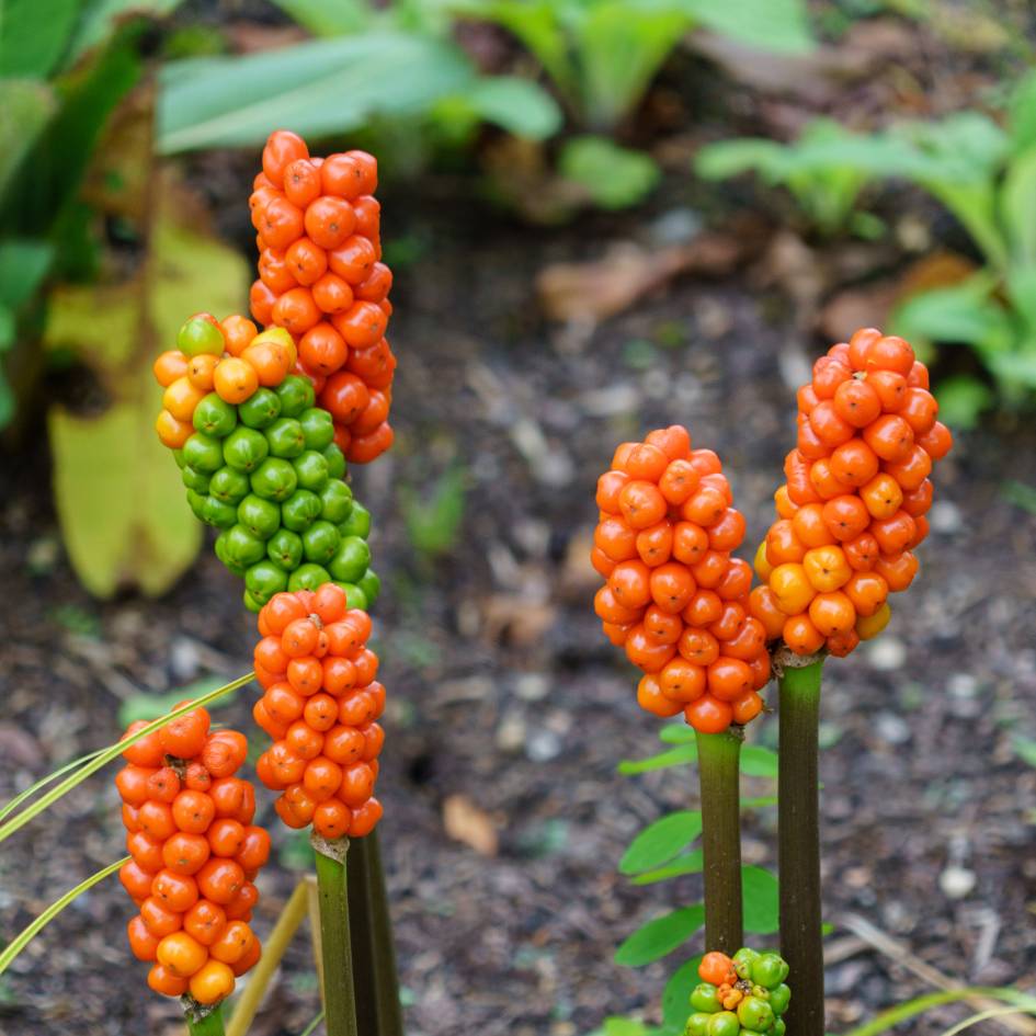Arum italicum