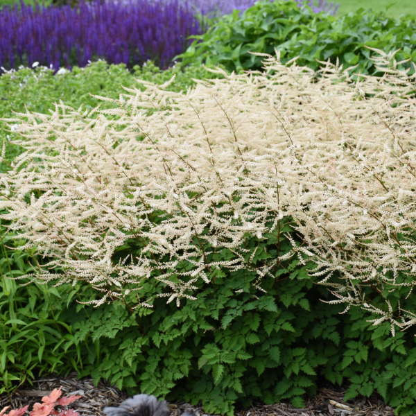 Aruncus ‘Chantilly Lace’