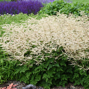Aruncus ‘Chantilly Lace’