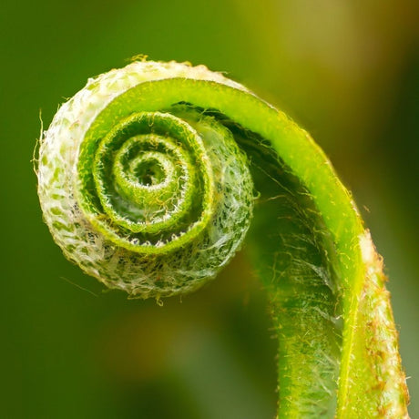 Close-up of a tightly curled new Asplenium scolopendrium frond.