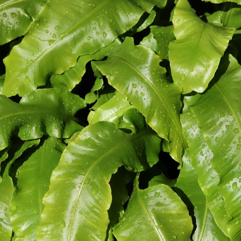 Asplenium scolopendrium