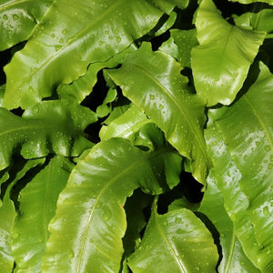 Asplenium scolopendrium
