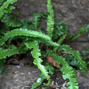 Asplenium scolopendrium ‘Angustatum’